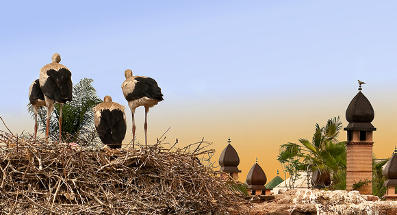 The Storks of Marrakech